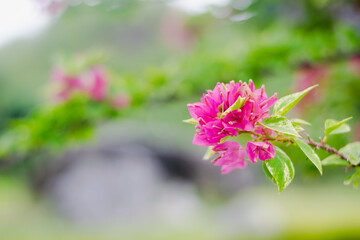 Vibrant Bougainvillea Blossoms in Full Bloom: Tropical Garden Beauty
