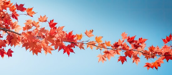 Autumn-themed banner with red maple leaves set against a blue sky; ideal for showcasing autumn landscapes with copy space image.