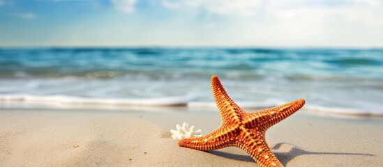 Starfish resting on the sandy beach with plenty of copy space image.