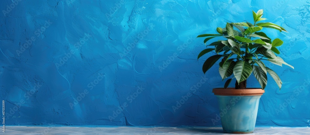 Poster a plant is displayed in front of a blue wall with copy space image.