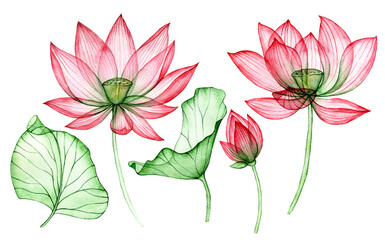 watercolor drawing, transparent lotus flower. set of lotus flowers and leaves