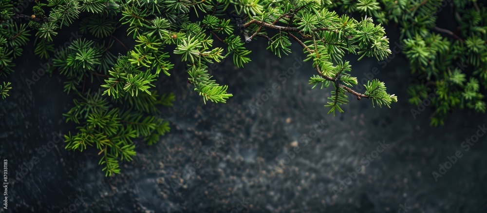 Poster juniper branches set against a backdrop with ample space for an inscription and a fresh appearance a