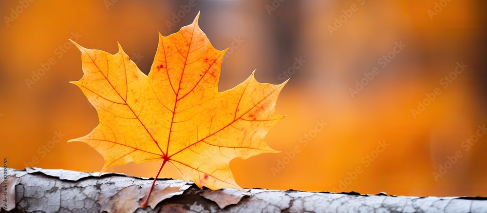 Aufkleber Close-up of a yellow maple leaf in autumn with ample copy space image.