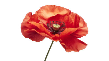 Obraz premium A single red flower with a stem isolated on a transparent background