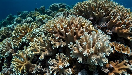 Obraz premium About the intricate patterns and textures of branching coral formations ai_generated