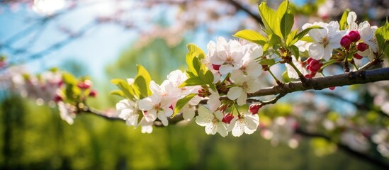 In the park, a beautiful cherry tree in Early Spring blooms with white and pink flowers in the sunlight. The image has a selective focus with a blurred background, featuring apple branches against a