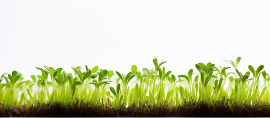 Obraz premium Close-up of micro-green sprouts on a white backdrop with ample copy space image, promoting a healthy diet and lifestyle.