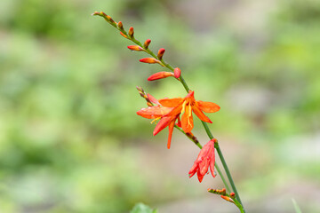 雨上がりのヒメヒオウギズイセン