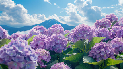 A field of vibrant purple hydrangeas blooms in the foreground, with the iconic Mount Fuji rising in the background on a sunny day. White clouds float across a clear blue sky