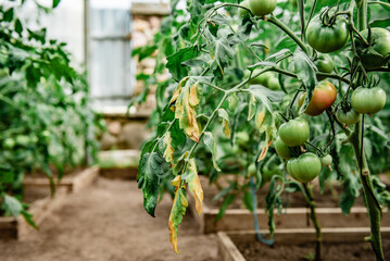 Tomato fruits affected by blossom end rot caused by calcium deficiency.