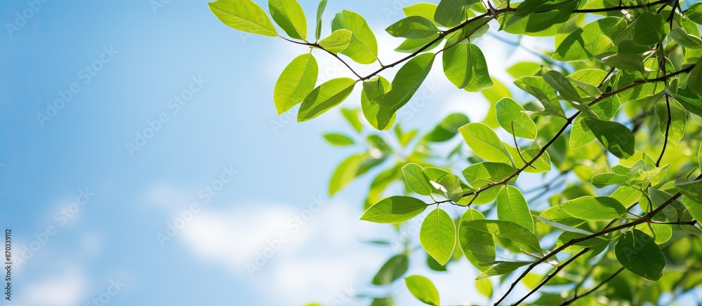 Poster view from below of green leaves against a blue sky with copy space image, focusing on the green leav