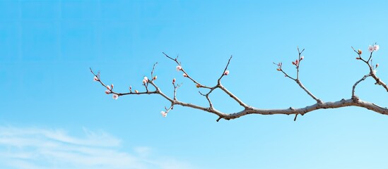 A branch of a tree against a blue sky provides a serene and picturesque copy space image.