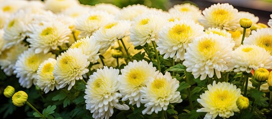 Fototapeta premium Chrysanthemums, also known as chrysanthemum flowers, create a beautiful display with copy space image.