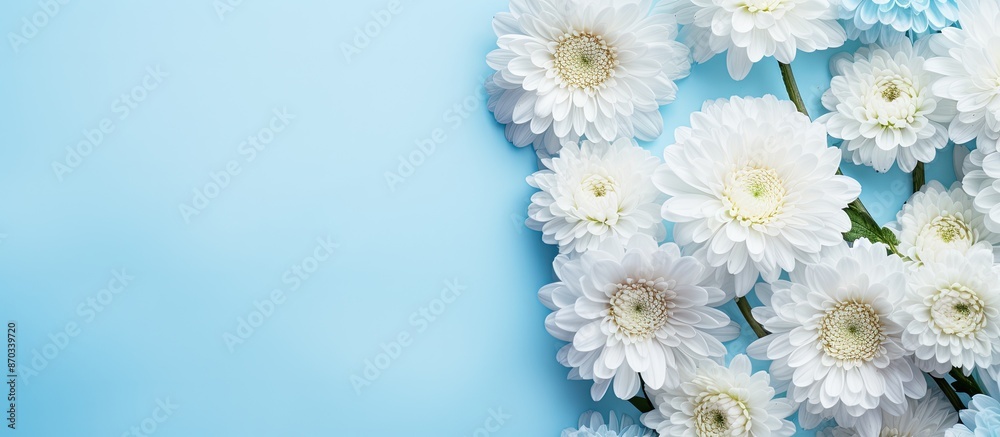 Poster Chrysanthemum flowers on a light blue backdrop creating a flat lay composition with copy space image.