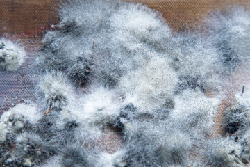 White mold on spoiled food. The mulberries are moldy. Bad food background.