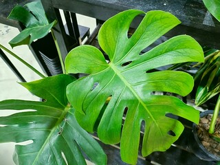 Monstera Deliciosa Plant or Ceriman; Custard plant; Indian ivy; Fruit salad plant; Mexican...