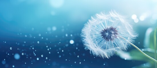 A dandelion seed covered in water droplets against a dreamy backdrop with a copy space image for your design, ideal for a web banner.