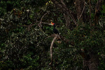 Hornbill in dark tropic forest. Rhinoceros hornbill, Buceros rhinoceros, big black bird with orange bill beak in nature gorest habitat. Kinabatangan, Borneo, Malaysia. Flight bird.
