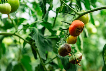 Tomato fruits affected by blossom end rot caused by calcium deficiency.