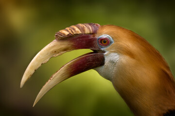Blyth's hornbill, Rhyticeros plicatus,  close-up detail portrait in the nature habitat. Papuan hornbill in the tropic forest in West Papua. Bird in the nature habitat, orange head, big bill, red eye.