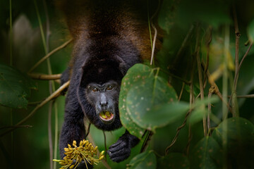 Nature in Costa Rica, monkey. Black monkey Mantled Howler Monkey Alouatta palliata, nature habitat....