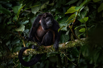 Nature in Costa Rica, monkey. Black monkey Mantled Howler Monkey Alouatta palliata, nature habitat....