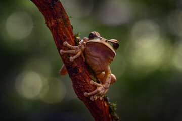 Wildlife Costa Rica, frog in nature habitat. Masked tree frog, Smilisca phaeota, exotic tropical green frog from Costa Rica, close-up portrait. Animal sitting on the leaves. Wildlife from Costa Rica.