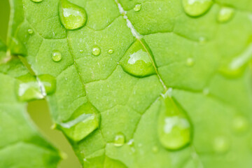 Water drop on the leaf of bitter gourd (Momordica charantia)