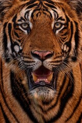 India, tiger close-up detail portrait. Indian tiger walk between the trees, hidden in the forest. Big orange striped cat in the nature habitat, Kabini Nagarhole National Park in India. Tiger from Asia