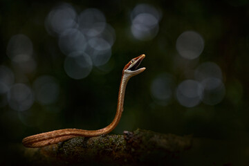 Oxybelis koehleri, Köhler's vine snake, viper looks like shoelace. Slim slader snek with open...