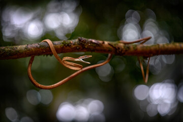 Oxybelis koehleri, Köhler's vine snake, viper looks like shoelace. Slim slader snek with open...
