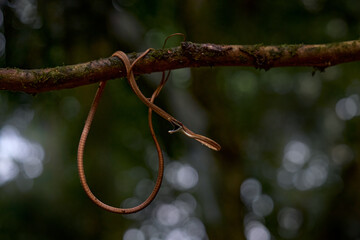 Oxybelis koehleri, Köhler's vine snake, viper looks like shoelace. Slim slader snek with open...