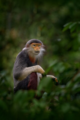 Red-shanked douc langur, detail portrait of cute rare andemic monkey in the nature habitat. Vietnam wildlife, Danang.  Head portrait of langur, wildlife Asia. Monkey in tropic forest.