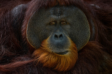 Wildlife Borneo. Orangutan close-up forest portrait. Bornean orangutan, Pongo pygmaeus, critically endangered ape monkey, and found only in  Borneo, Malaysia. Wild animal, deatil face portrait nature. © ondrejprosicky