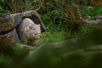 Wombat, Vombatus ursinus, cute grey animal from Australia and Tasmania. Curious mammal from...