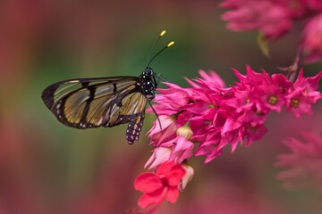 Fototapeta premium Methona confusa, Giant glasswing, butterfly sitting on the green leave in the nature habitat, Colombia. Glass transparent butterfly. Transparent glass butterfly with yellow flower, nature wildlife.