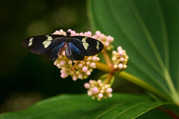 Heliconius doris, Doris longwing,  butterfly from Costa Rica in Central America. Heliconius, beautiful insect sitting on the green leave in the nature. Butterfly, wildlife nature. Mexico wildlife.