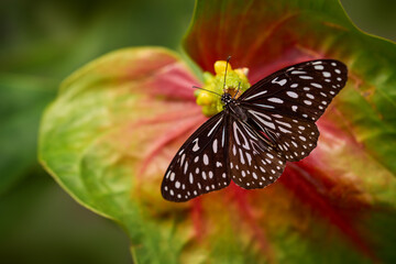 Obraz premium Dark blue tiger butterfly, Tirumala septentrionis, beautiful insect in the tropic forest. Butterfy sitting on the red flower leaf, Borneo, Malaysia. Wildlife, southeast Asia and India
