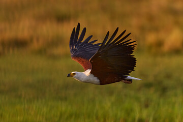 African Fish-eagle, Haliaeetus vocifer, brown bird with white head fly. Eagle flight above the lake water. Wildlife scene from African nature, Okavango delta, Botswana, Africa.