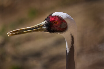 Wattled crane, Bugeranus carunculatus, close-up portrait in nature, Botswana. Big bird with long neck from southern Africa, wildlife nature. Crane in the habitat, sunny day.