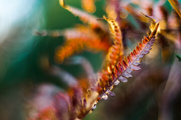 Macro de fougères sauvages