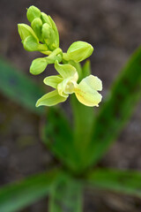 Orchis provincialis, Provence Orchid, Sicily, Italy. Flowering European terrestrial wild orchid, nature habitat. Beautiful detail of bloom, spring sunset from Europe. Wild flower on green meadow.