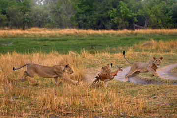 Lions, Khwai river, Botswana in Afica. Big cats family in the nature habitat, Botswana nature. Animal behavior in nature. Lion