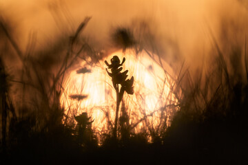 Ophrys lutea, Yellow Ophrys, Orchid, Sicily, Italy. Flowering European terrestrial wild orchid, nature habitat. Detail of bloom and sun, spring sunset from Europe. Wild flower sunset on green meadow.