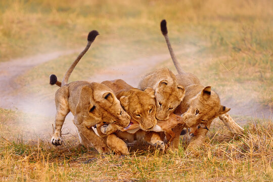 Lions catch antlelope, Khwai river, Botswana in Afica. Big cats family in the nature habitat, Botswana nature. Lion kill behavior in nature. Cats prey animal, tree youngs and mother. Wildlife.