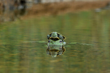 frog in the pond
