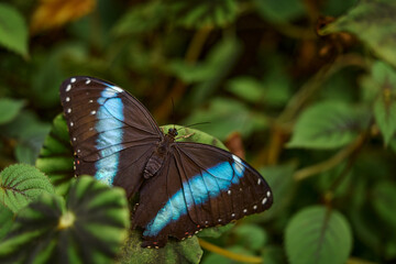 Obraz premium Butterfly in Ecuador. Morpho achilles, Insect on flower leave in the nature habitat. Blue butterfly in South America. Wildlife nature. Tropic butterfly in the jungle fores.