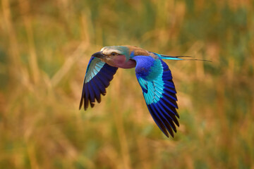 Obraz premium Africa bird fly. Lilac-breasted roller, Coracias caudatus, head with blue sky. Pink and blue animal. Evening sunset with bird on the tree. Beautiful African bird, close-up portrait. Detail portrait.
