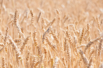 spikelets of ripe wheat. The concept of a rich harvest. Wheat field with ears of golden wheat. agricultural field. Ripe ears rural nature scenery background. close-up, selective focus