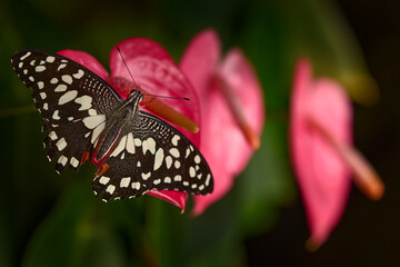 Tropic butterfly in the jungle fores. Close-up. Citrus swallowtail or Christmas butterfly, Papilio demodocusInsect on pink red flower bloom in nature habitat, South Africa, Botswana Wildlife.